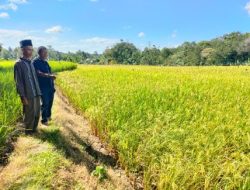 Puluhan Hektar Padi Terancam Gagal Panen Di Kelurahan Lapajung
