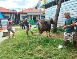 Di Hari Raya Iduladha 1445 H,RSUD Hj.Andi Depu Polman Qurban 5 Ekor Sapi