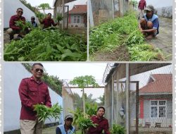 WBP Lapas IIA Parepare Panen Raya Kangkung, Program Ketahanan Pangan Dibalik Tembok Penjara Berhasil.