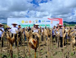 Kapolda Sulsel Dampingi Kapolri dan Mentan Panen Raya Jagung di Bone, Dukung Ketahanan Pangan Nasional