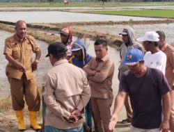 Ratusan Lahan Sawah Kering Akibat Pembagian Air di Manisa, H. Bahrul Appas Turun Tangan