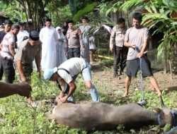 Kapolres Enrekang Pimpin Penyembelihan 9 Hewan Kurban dalam Rangka Idul Adha 1446 H