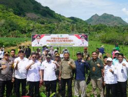 Kreatif, Tumpang Sari Pisang Cavendish-Kacang Tanah Ala Petani Sidrap