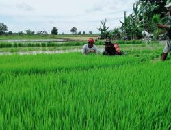 Babinsa Koramil 1420-03/Marittengae Turun Ke Sawah Bantu Petani Cabut Bibit Padi