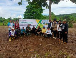 Mewakili Dandim, Kasdim 1420/Sidrap Ikut Dalam Penanaman Perdana Bibit Padi Gogo