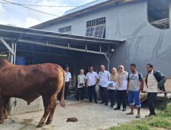 Presiden RI Serahkan Sapi Kurban Jenis Simental untuk Warga Sidrap