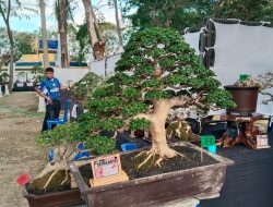 Lima Kali Ikut Kontes, Peserta dari Lutra Sebut Sidrap yang Terbaik