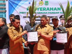 11 Ribu Bibit Kelapa Genjah Disalurkan ke Petani,Sidrap Siap Genjot Produktivitas
