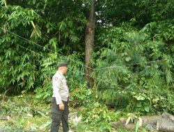 Pohon Tumbang di Jalan Kesuma Timur, Polisi Imbau Warga dan Pengendara Hati-Hati