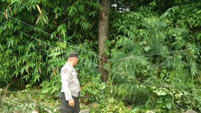 Pohon Tumbang di Jalan Kesuma Timur, Polisi Imbau Warga dan Pengendara Hati-Hati