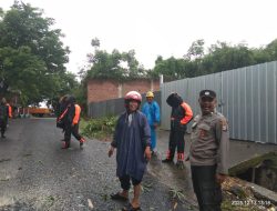 Hujan Disertai Angin Kencang, Pohon Kapuk Tumbang di Jalan Kesuma Timur Parepare