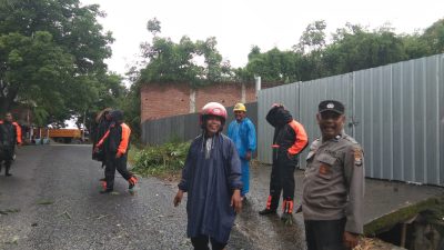 Hujan Disertai Angin Kencang, Pohon Kapuk Tumbang di Jalan Kesuma Timur Parepare