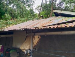 Pohon Tumbang di Tonrangeng Timpa Rumah Warga, Kapolsek Bacukiki Imbau Warga Tetap Waspada