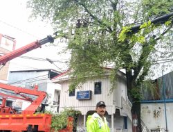 Antisipasi Risiko Kecelakaan, Pemangkasan Pohon Dikawal Bhabinkamtibmas