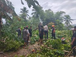 Pohon Tumbang Timpa Rumah Warga di Barru, Tiang Listrik Miring dan Percikan Api Muncul