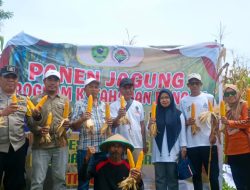 Babinkamtibmas Desa Siawung Polres Barru Bersama Kelompok Tani Suka Damai Gelar Panen Jagung