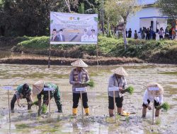 Polres Barru Dukung Percepatan Tanam Serentak 50.000 Hektar, Wujud Komitmen Ketahanan Pangan