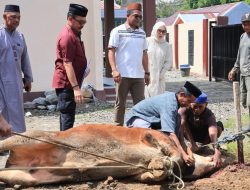 Polres Barru Melaksanakan Penyembelihan Sejumlah Hewan Kurban 