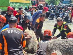 Pohon Besar Tumbang di Ahmad Yani, Polisi dan Warga Bantu BPBD Lakukan Penanganan