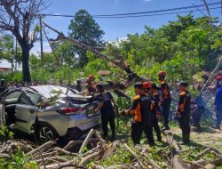 Pohon Tumbang Timpa Mobil dan Gerobak Kopi di Parepare, Polisi dan BPBD Bergerak Cepat Evakuasi