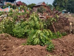 Tanaman Diduga Dirusak, Darwin Laporkan Abd Gaffar ke Polisi, Kerugian Ditaksir Ratusan Juta