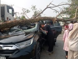 RESPON CEPAT POLSEK SOPPENG RIAJA, BHABINKAMTIBMAS BERSAMA WARGA BANTU KORBAN POHON TUMBANG TIMPA MOBIL DI BARRU
